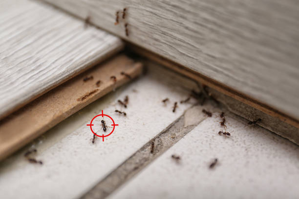 Insect Control in Westview, FL