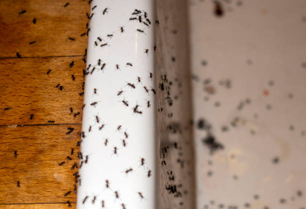Best Insect Control  in Westview, FL